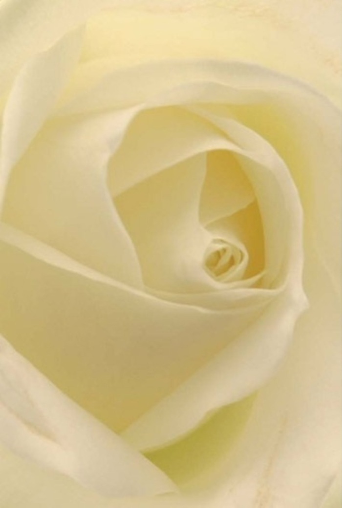 To view this pristine white rose in such intimate detail is to witness a masterwork of nature and local expertise, reminiscent of the elegant tranquility found along Shadwell's winding canals. The flower's creamy petals layer gracefully, each a subtle shade ranging from soft pearl to rich ivory, as gentle light filters through with a luminous inner glow-like sunlight drifting through the narrow windows of Shadwell's historic churches. The spiraled core sits nearly perfectly at the center, expressing purity and an unwavering resilience, the hallmarks of floral arrangements carefully composed by Florist Shadwell. The delicate outermost petals appear nearly translucent, whispering of vulnerability even as they securely enfold the heart of the bloom. As a Shadwell florist, I view this rose as the ultimate choice for deeply personal occasions-from romantic gestures at riverside gatherings, to elegant centrepieces elevating local celebrations, or as a sincere apology meant to mend bridges along Ratcliffe Lane. The nuanced play of shadow and light evokes a sense of serenity, while an imagined, faintly sweet fragrance completes the experience. This rose is not just a flower-it is a vessel for unspoken sentiment, a testament to the power of thoughtful floral artistry woven into the very fabric of Shadwell.